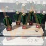 Mini Cactus